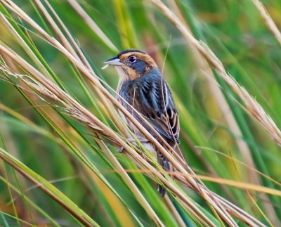 Nelson's Sparrow