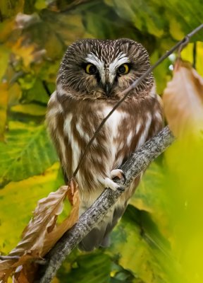 Saw-whet Owl