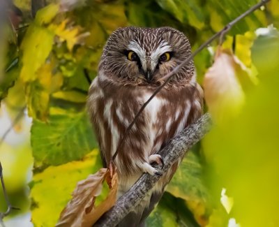 Saw-whet Owl