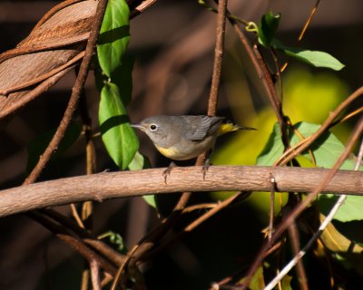 Virgina Warbler