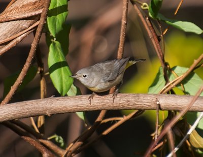 Virgina Warbler