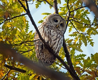 Barred Owl