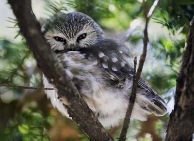 Northern Saw-whet Owl