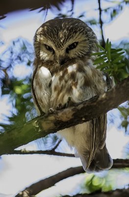 Northern Saw-whet Owl