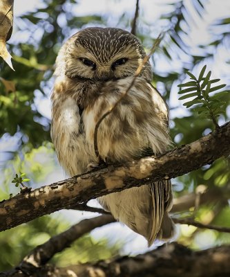 Northern Saw-whet Owl