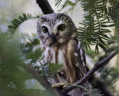 Northern Saw-whet Owl