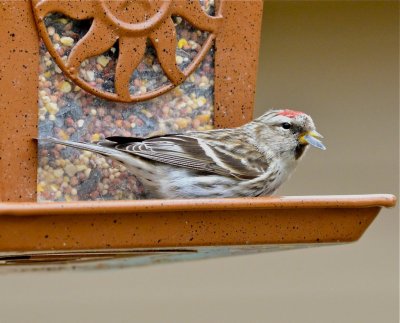 Redpoll