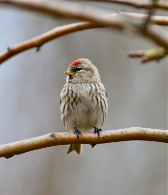 Redpoll