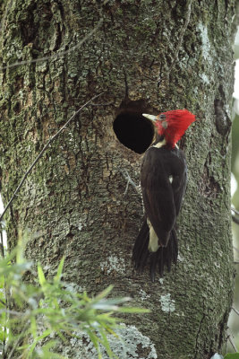 male at nest
