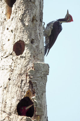 Lineated and Robust Woodpeckers