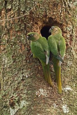 Maroon-bellied Parakeets (Pyrrhura frontalis)