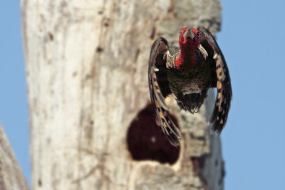 male in flight