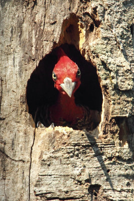 male in cavity