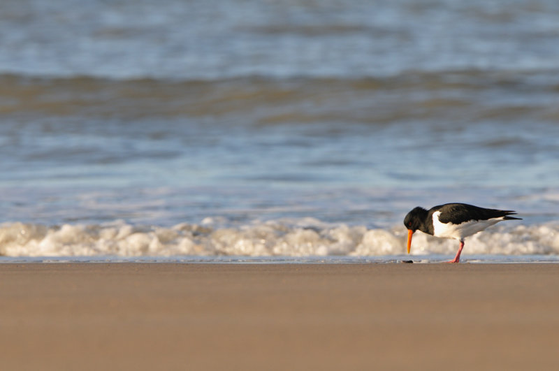 oystercatcher - scholekster - hutrier pie