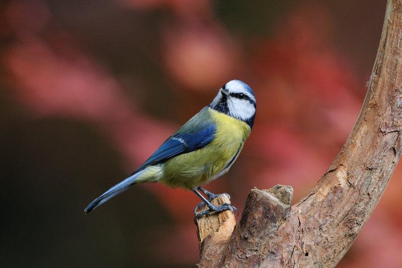 blue tit - pimpelmees - msange bleue