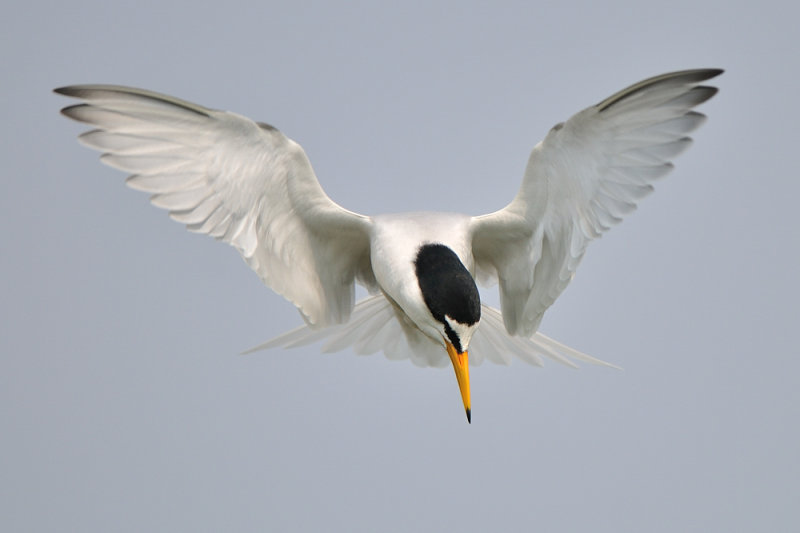 little tern - dwergstern - sterne naine