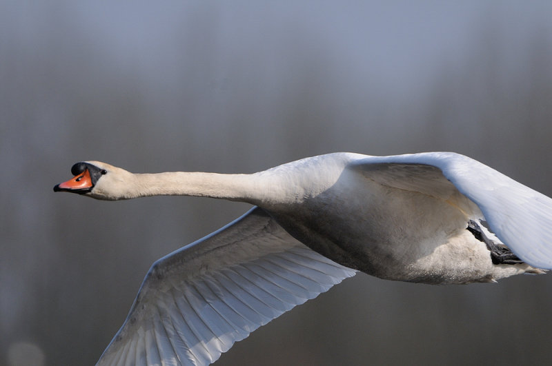 mute swan - knobbelzwaan - signe tubercul