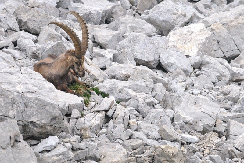 capra ibex - alpensteenbok - bouquetin des alpes