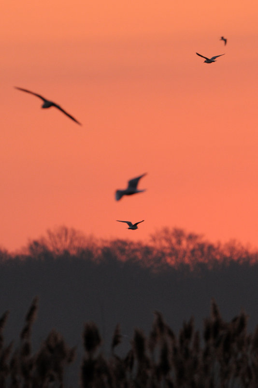 sunrise in het Vinne