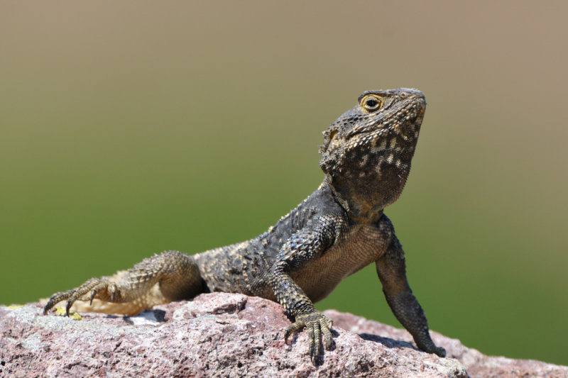 starred agama - hardoen