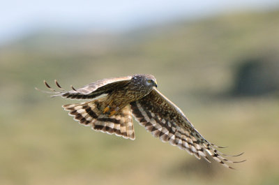 hen harrier - blauwe kiekendief - busard saint-martin