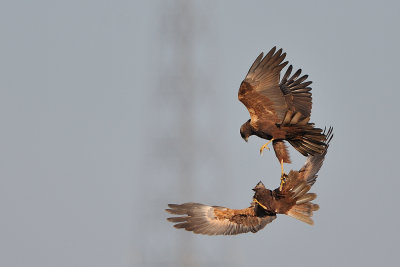 marsh harrier - bruine kiekendief - busard des roseaux