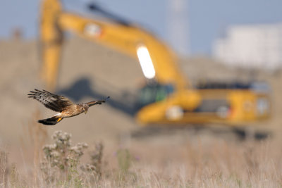 hen harrier - blauwe kiekendief - busard saint-martin