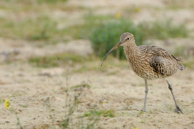 curlew - wulp - courlis cendr