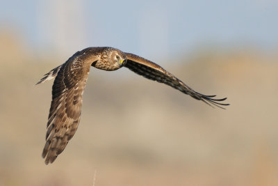 hen harrier - blauwe kiekendief - busard saint-martin