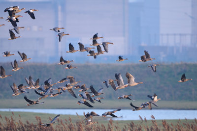 geese - ganzen - oies
