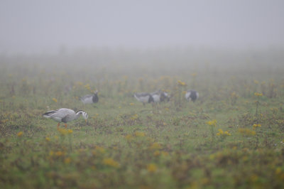 fog