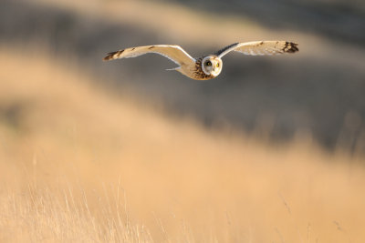 short-eared owl - velduil - hibou des marais