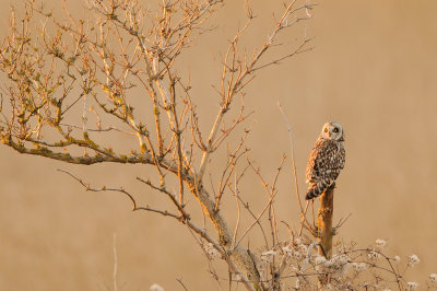 short-eared owl - velduil - hibou des marais