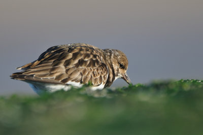 turnstone - steenloper - tournepierre  collier