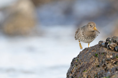 purple sandpiper - paarse strandloper - bécasseau violet