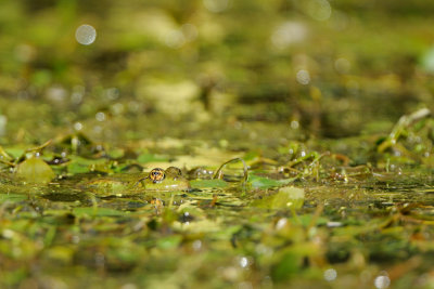 green frog