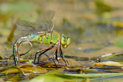 dragonfly - libel - libellule