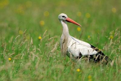 white stork - ooievaar - cigogne blanche