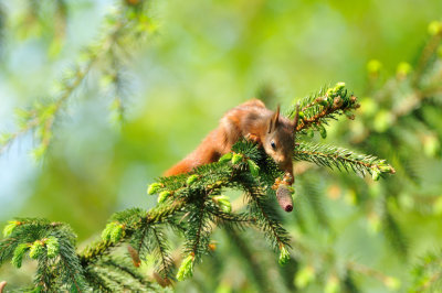 young red squirrel
