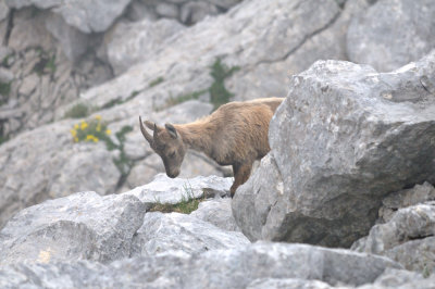 capra ibex - alpensteenbok - bouquetin des alpes