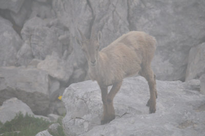 capra ibex - alpensteenbok - bouquetin des alpes