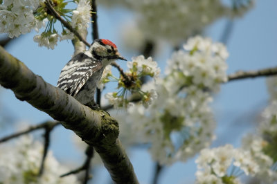lesser spotted woodpecker - kleine bonte specht - pic peichette