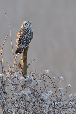 short-eared owl - velduil - hibou des marais