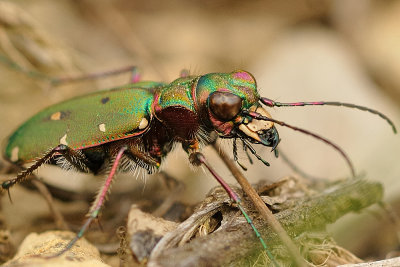 groene zandloopkever - cicindle champtre - green sand beetle