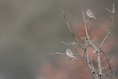 stonechat - roodborsttapuit - tarrier pâtre