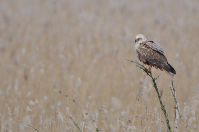 marsh harrier - bruine kiekendief - busard des roseaux
