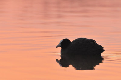 coot in sunrise