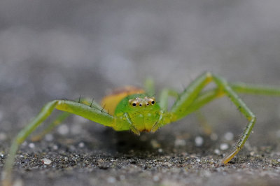 groene krabspin - diaea dorsata