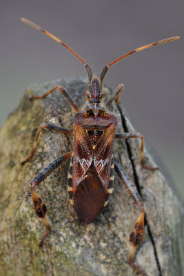 bladpootwants - punaise du pin - western conifer seed bug