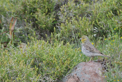 cinereous bunting - smyrnagors - bruant cendr